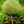 Load image into Gallery viewer, Hakuro Nishiki Dappled Willow