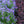 Load image into Gallery viewer, Dark Knight Bluebeard