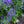 Load image into Gallery viewer, Dark Knight Bluebeard