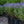 Load image into Gallery viewer, Dark Knight Bluebeard
