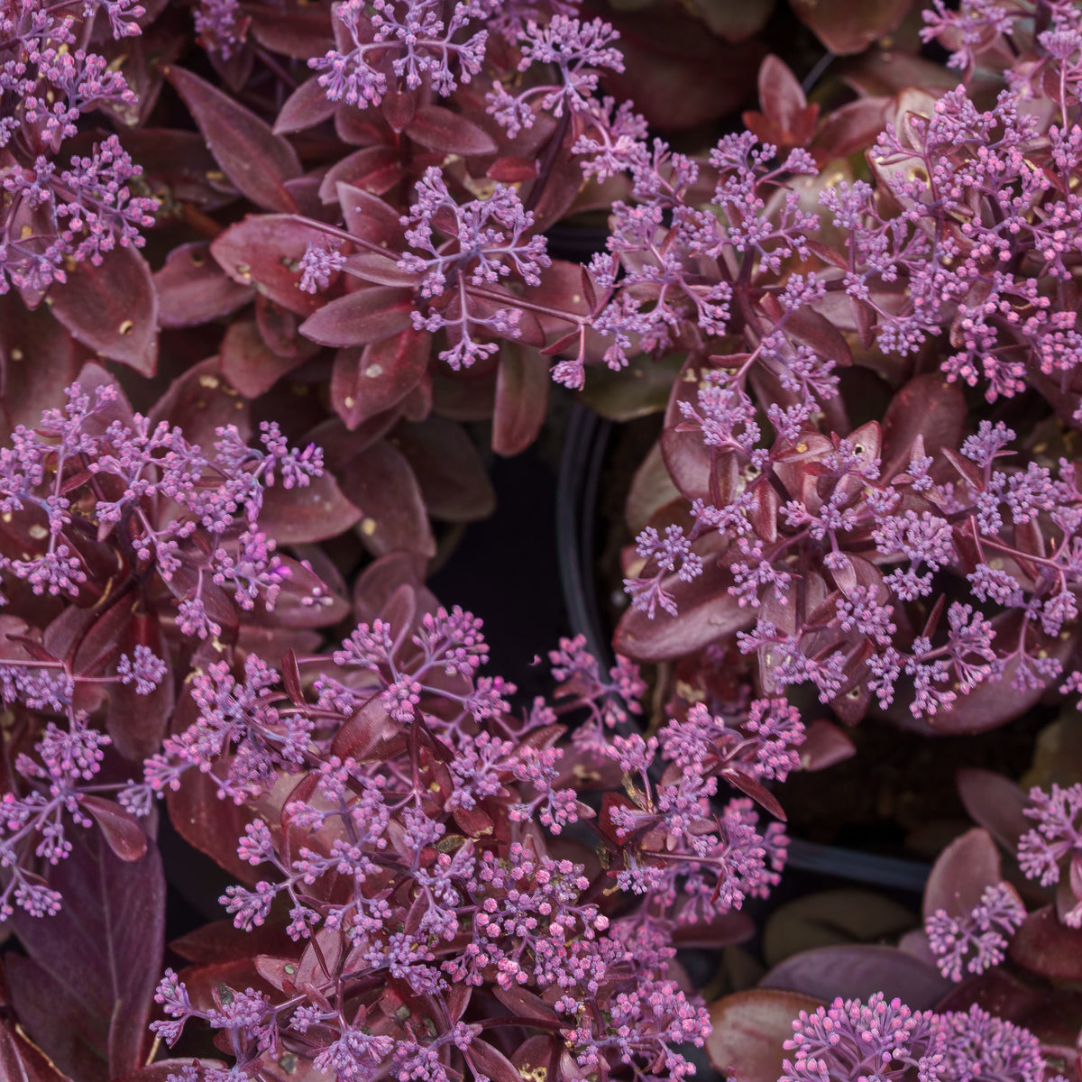dark purple leaf succulent Dark Magic Stonecrop – Plant Detectives