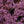 Load image into Gallery viewer, Dark Magic Stonecrop