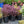 Load image into Gallery viewer, Dark Magic Stonecrop