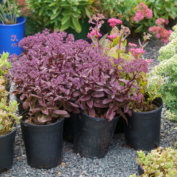 Dark Magic Stonecrop