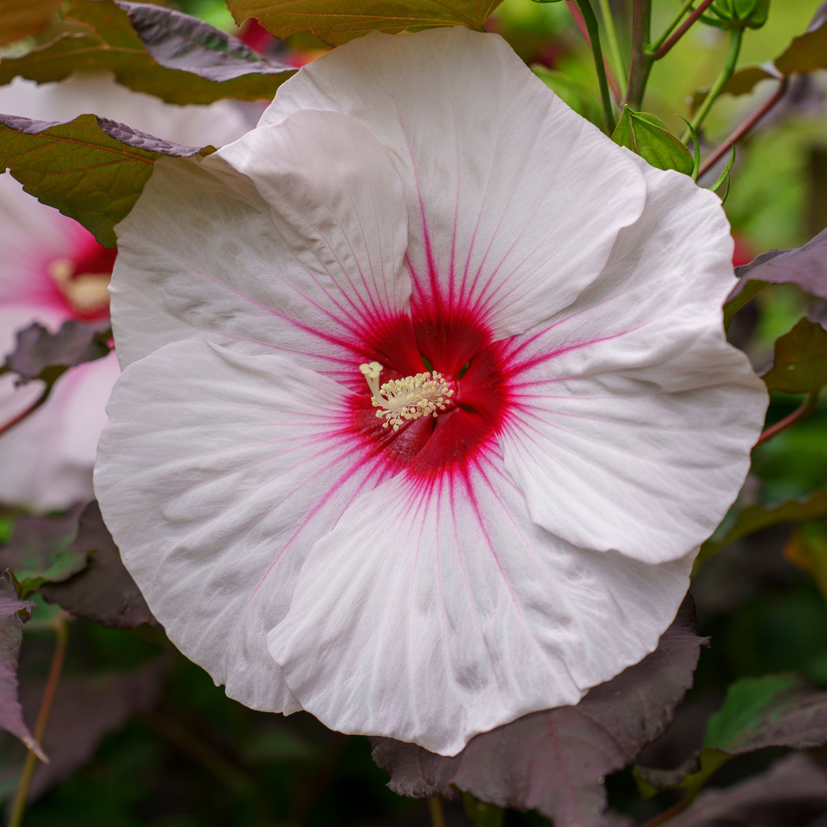 DarkMysteryHibiscus_1_1200x120