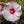 Load image into Gallery viewer, Dark Mystery Hibiscus