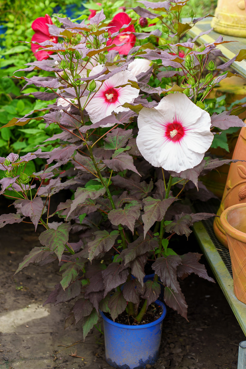 Dark Mystery Hibiscus – Plant Detectives