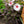 Load image into Gallery viewer, Dark Mystery Hibiscus