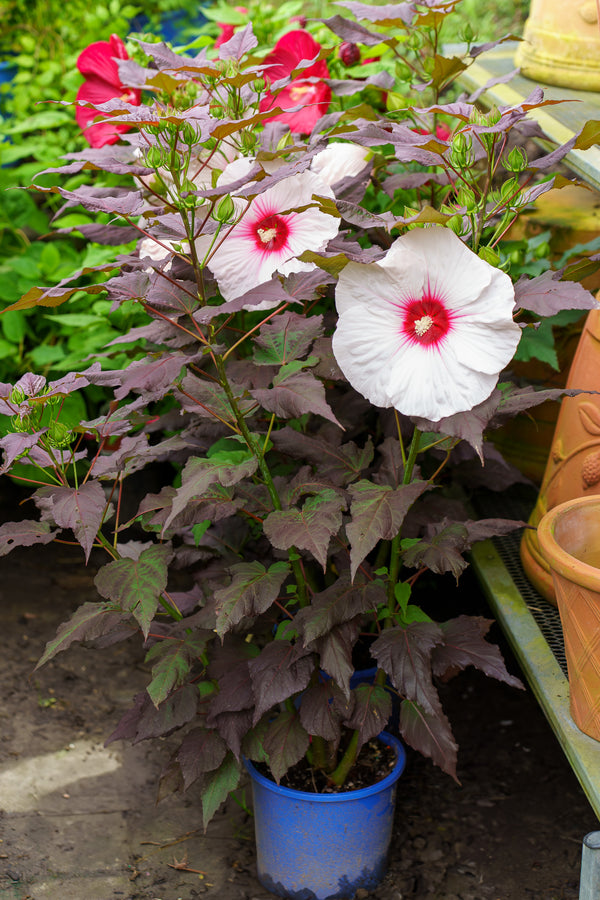 Dark Mystery Hibiscus