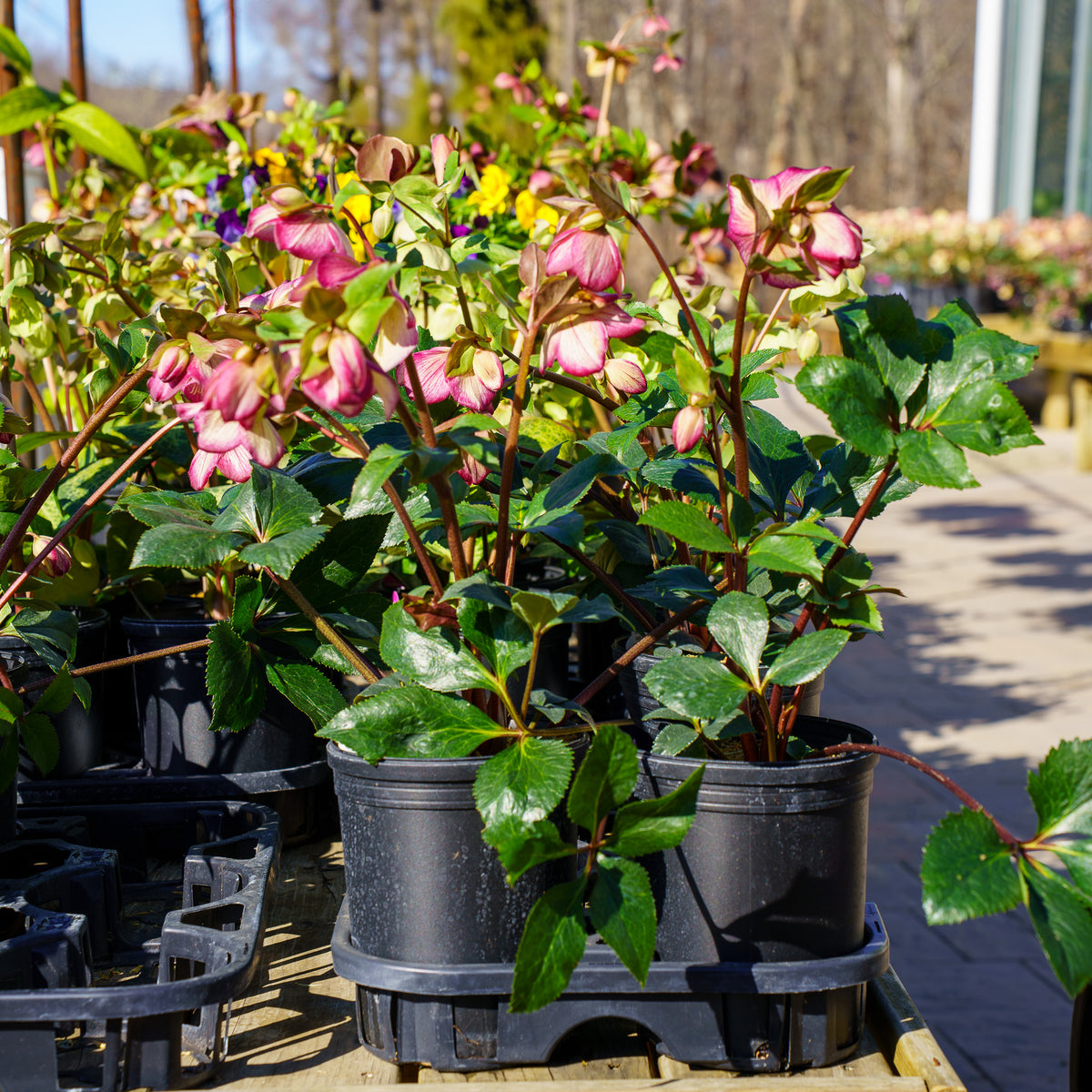 Dark Picotee Lenten Rose – Plant Detectives