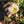 Load image into Gallery viewer, Dark Picotee Lenten Rose