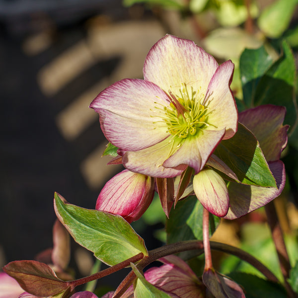 Dark Picotee Lenten Rose