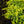 Load image into Gallery viewer, Daub's Frosted Chinese Juniper