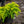 Load image into Gallery viewer, Daub's Frosted Juniper
