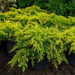 Daub's Frosted Chinese Juniper