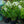 Load image into Gallery viewer, David Tall Garden Phlox