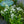Load image into Gallery viewer, David Tall Garden Phlox