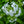 Load image into Gallery viewer, David Tall Garden Phlox