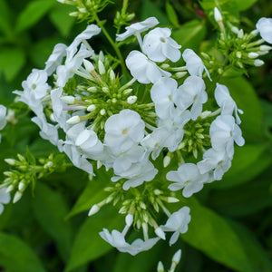 David Tall Garden Phlox