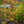 Load image into Gallery viewer, Dawn Redwood - Redwood - Conifers
