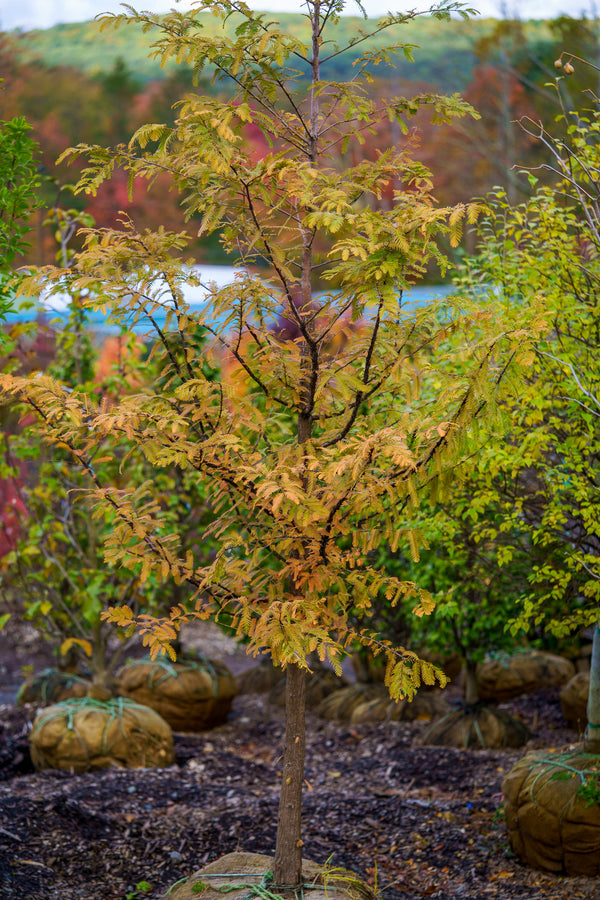 Dawn Redwood - Redwood - Conifers