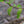 Load image into Gallery viewer, Dawn Redwood - Redwood - Conifers