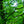 Load image into Gallery viewer, Dawn Redwood - Redwood - Conifers