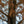 Load image into Gallery viewer, Dawn Redwood - Redwood - Conifers