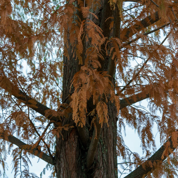 Dawn Redwood - Redwood - Conifers