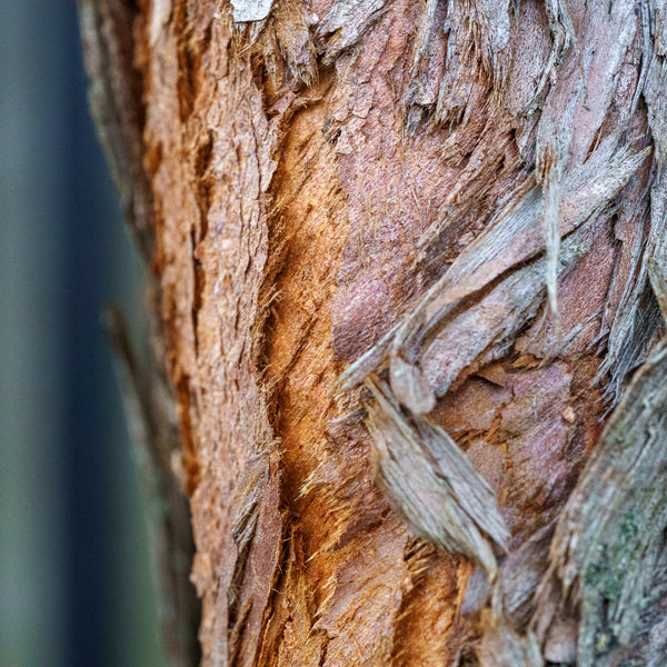 Dawn Redwood - Redwood - Conifers