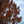 Load image into Gallery viewer, Dawn Redwood - Redwood - Conifers