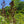 Load image into Gallery viewer, Dawyck Purple Beech - Beech - Shade Trees