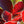 Load image into Gallery viewer, Dawyck Purple Beech - Beech - Shade Trees