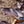 Load image into Gallery viewer, Dawyck Purple Beech - Beech - Shade Trees