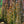 Load image into Gallery viewer, Dawyck Purple Beech - Beech - Shade Trees