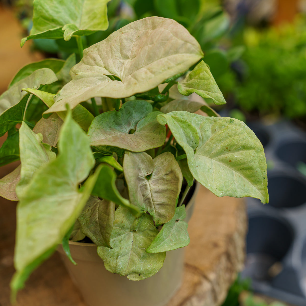 Dazzle Color Arrowhead Plant – Plant Detectives
