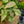 Load image into Gallery viewer, Dazzle Color Arrowhead Plant
