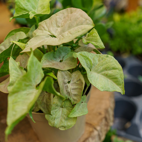 Dazzle Color Arrowhead Plant