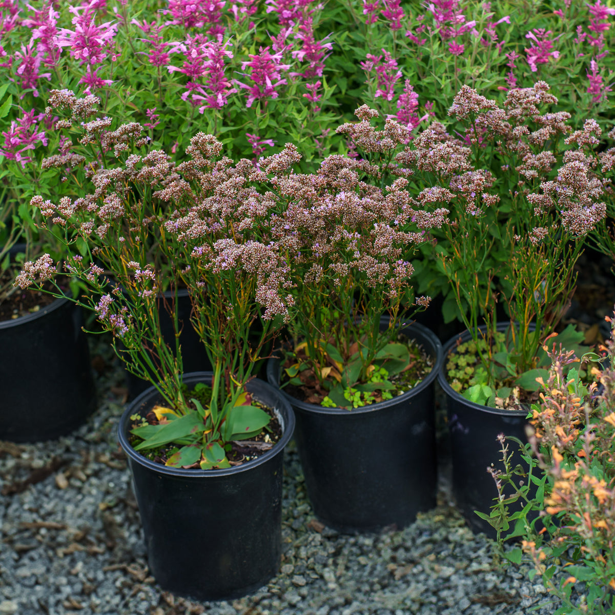 planting lavender in rock garden Dazzle Rocks Sea Lavender – Plant Detectives