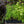 Load image into Gallery viewer, De La Mina Verbena