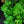 Load image into Gallery viewer, Dee Runk Boxwood - Boxwood - Shrubs