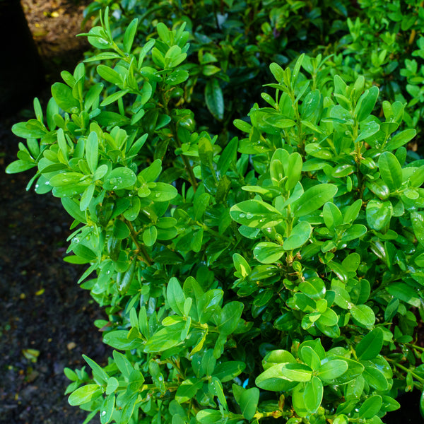 Dee Runk Boxwood - Boxwood - Shrubs