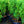 Load image into Gallery viewer, Dee Runk Boxwood - Boxwood - Shrubs