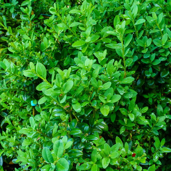 Dee Runk Boxwood - Boxwood - Shrubs