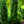 Load image into Gallery viewer, Dee Runk Boxwood