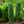 Load image into Gallery viewer, Dee Runk Boxwood