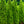 Load image into Gallery viewer, DeGroot's Spire Arborvitae