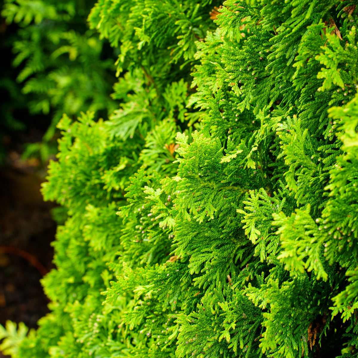 thuja d DeGroot's Spire Arborvitae – Plant Detectives
