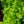 Load image into Gallery viewer, DeGroot's Spire Arborvitae