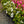 Load image into Gallery viewer, Deleware Valley White Azalea